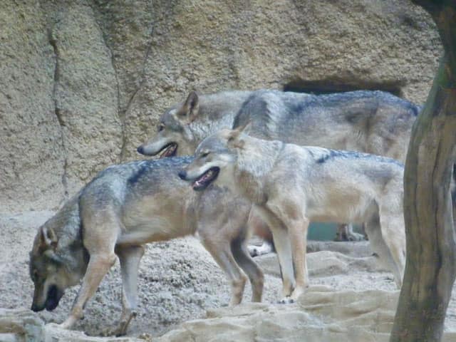 狼の画像